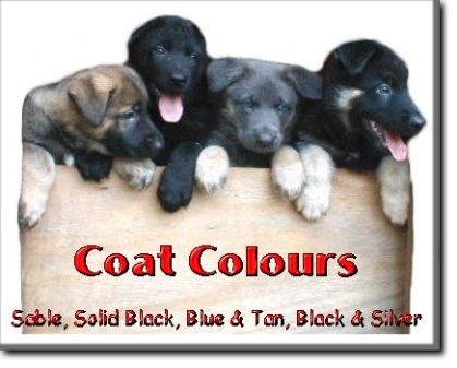 GSD Coat Colours
